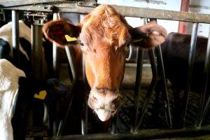 sonnenhof-gbr-quelle-lahn-dill-kreis (15)