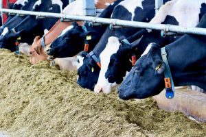 sonnenhof-gbr-quelle-lahn-dill-kreis (16)