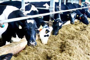 sonnenhof-gbr-quelle-lahn-dill-kreis (17)