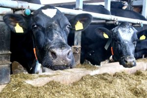 sonnenhof-gbr-quelle-lahn-dill-kreis (19)