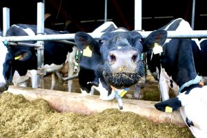 sonnenhof-gbr-quelle-lahn-dill-kreis (20)