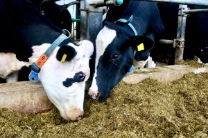 sonnenhof-gbr-quelle-lahn-dill-kreis (21)