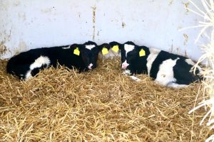 sonnenhof-gbr-quelle-lahn-dill-kreis (4)