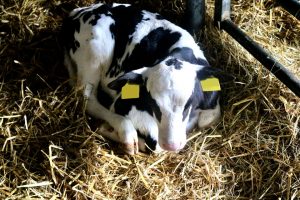 sonnenhof-gbr-quelle-lahn-dill-kreis (5)