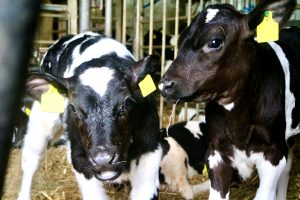 sonnenhof-gbr-quelle-lahn-dill-kreis (6)